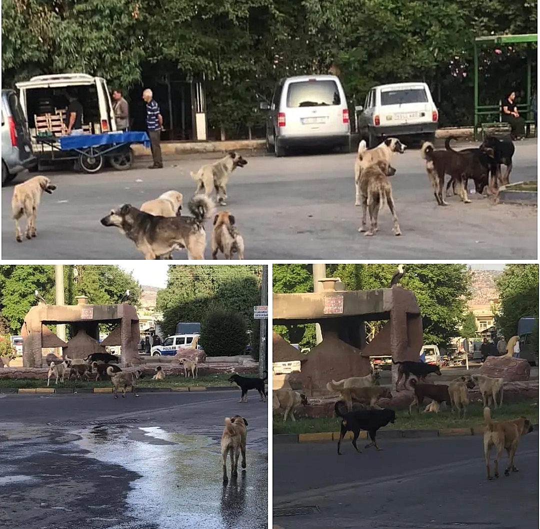 Gaziantep Nizip İlçesinde Başıboş Köpek Tehdidi!