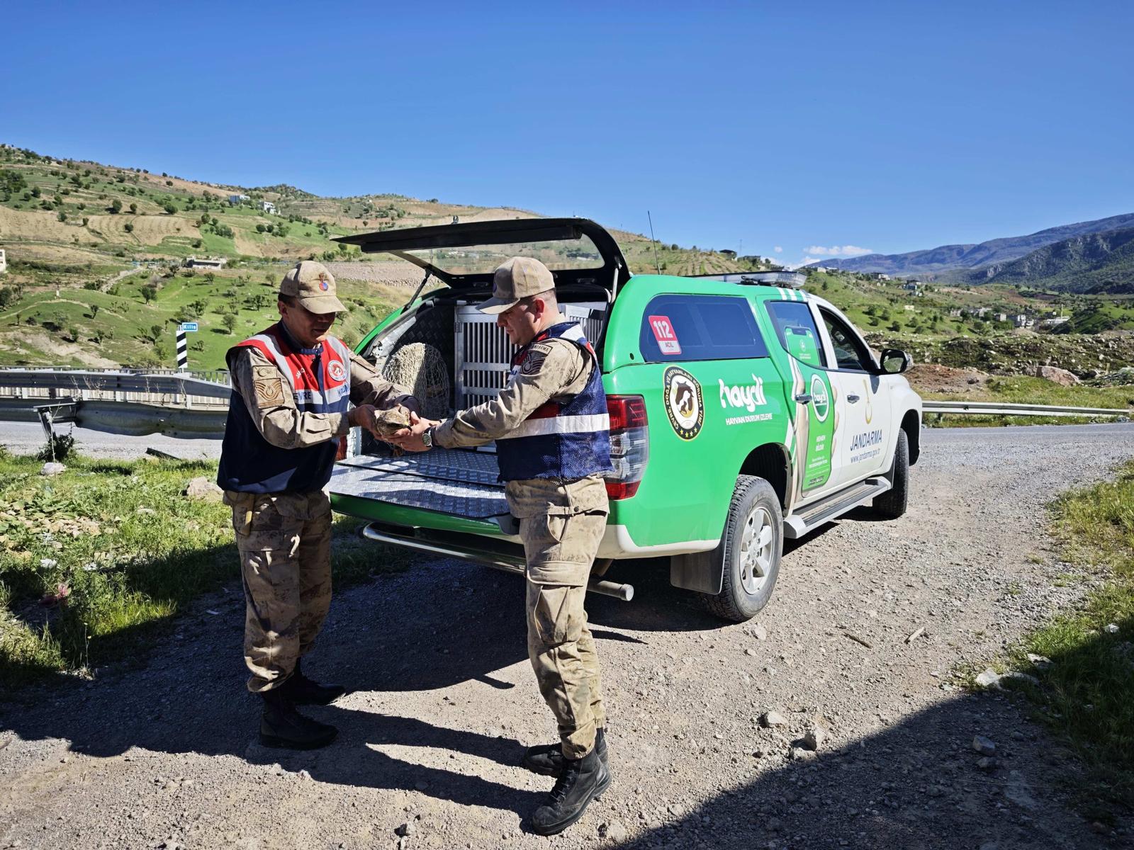 Siirt Jandarmasından Yaban Hayata Şefkat Eli