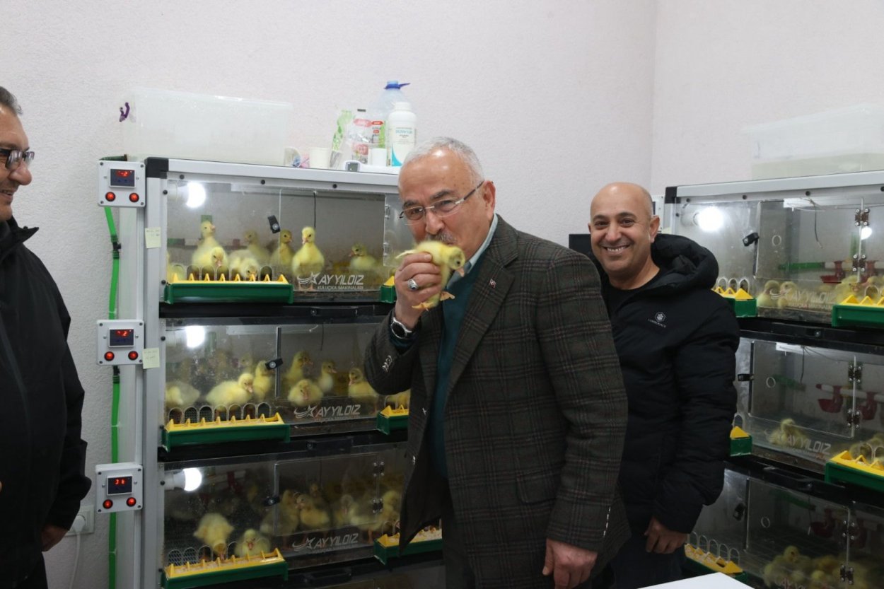 Ordu’da Kaz Yetiştiriciliği Büyüyor: Alım Garantili Üretimle Kars’a Satış Başladı