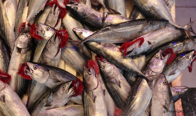 Balıkçılıkta Verimli Sezon: 50 Bin Ton Palamut, 100 Bin Ton Hamsi Avlandı