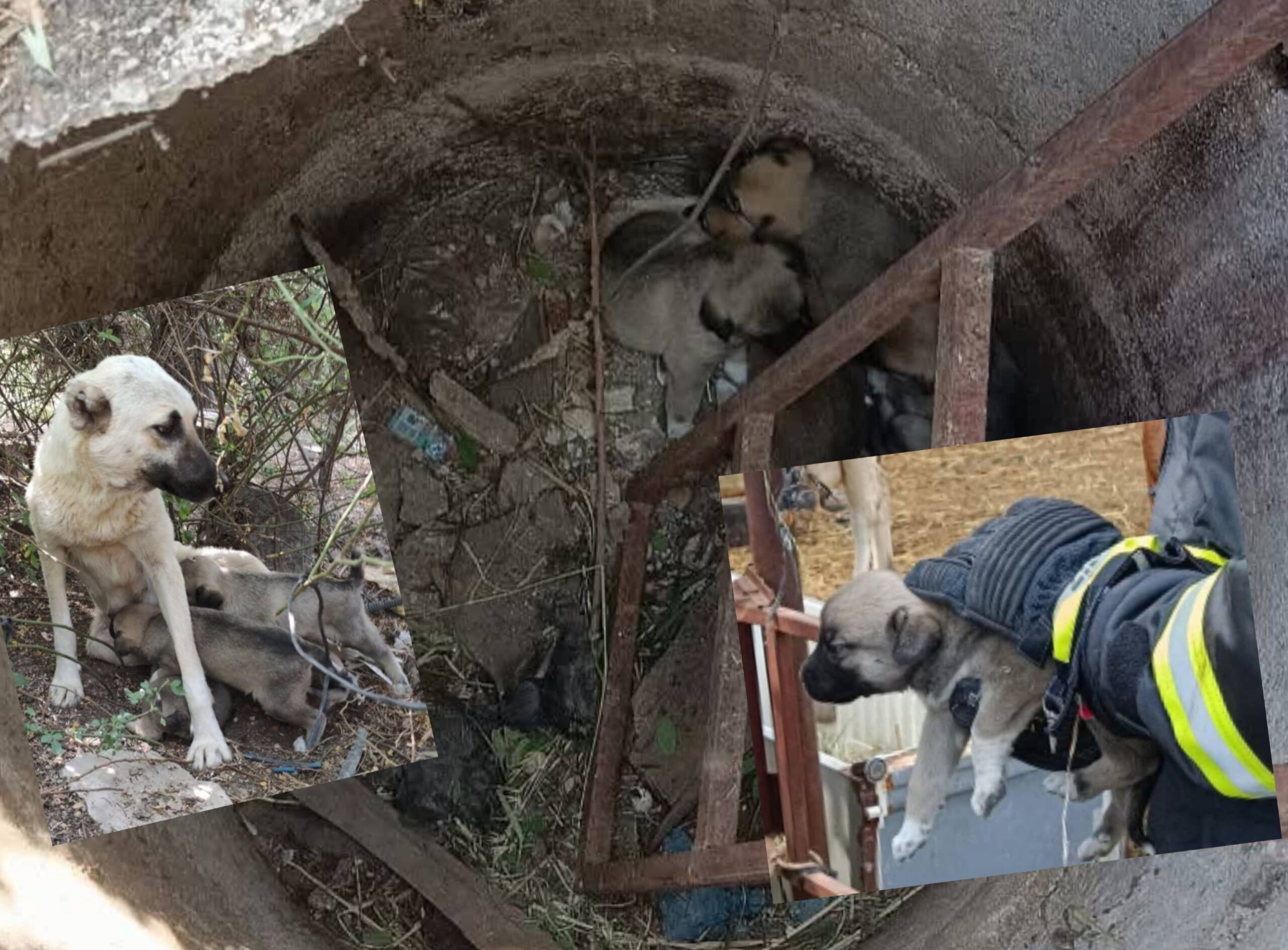 Yavru Köpekler Kuyudan Kurtarıldı.
