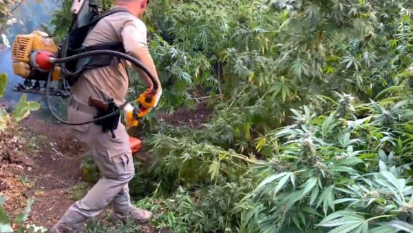 Diyarbakır’da Dev Narkotik Operasyon: 3 Milyon 476 Bin Kök Kenevir Ele Geçirildi