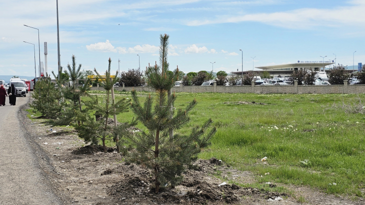 AĞRI BELEDİYESİ YEŞİL ALANLARA 720 ADET SARI ÇAM AĞACI DİKTİ