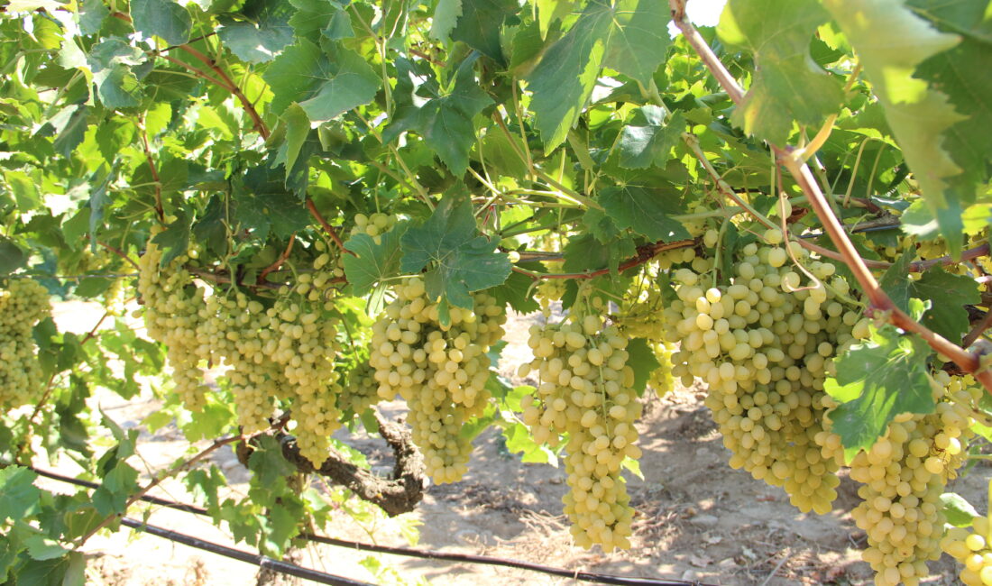 SÜMEYYENUR ALP – TEKHA