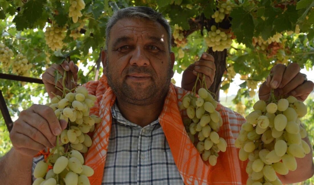 7. Mani̇sa Bağbozumu Ve Yörük Türkmen Kültür Şöleni̇ 31 Ağustos Pazar Gününde! ADİL AKA- MANİSA /TEKHA