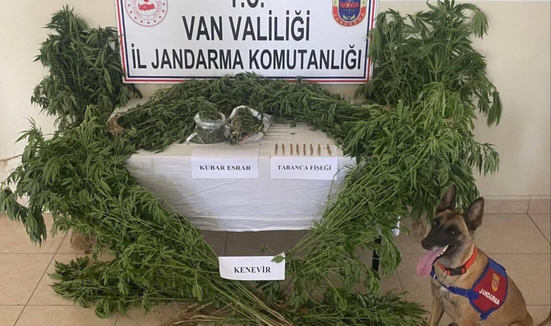 VAN / TEKHA Van’da