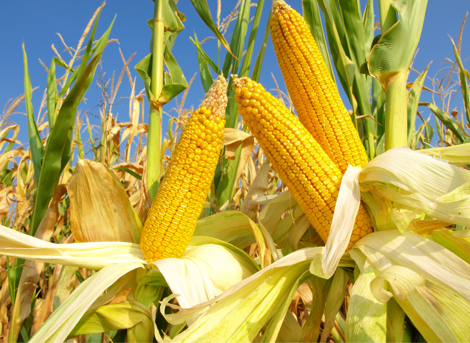 TMO 2025 Yılı Mısır Alım Fiyatını 11 Bin 300 TL Olarak Belirledi