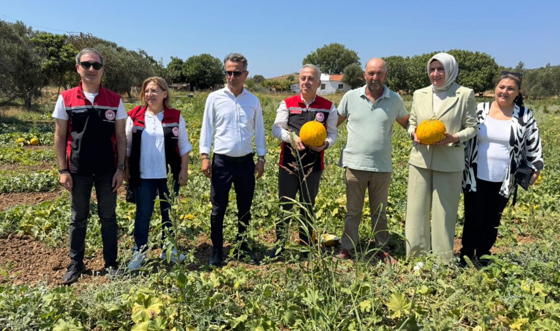Meşhur Çeşme Kavununda Hasat Zamanı SÜMEYYENUR ALP – TEKHA