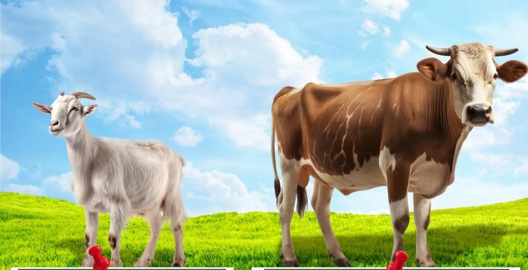 Yetiştiricilere Duyuru: 2025 Yılı 1.Dönem Hayvancılık Desteklemesi Başlıyor