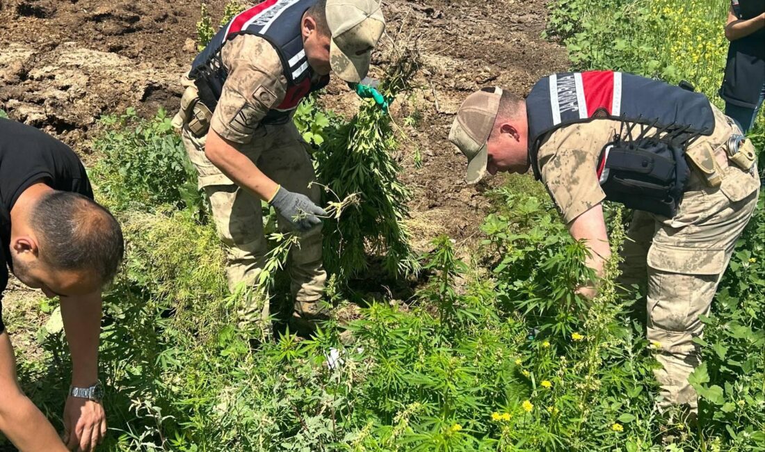 Kars’ta Uyuşturucuya Geçit Yok: 42 Binden Fazla Kenevir Bitkisi İmha Edildi CEM DAŞDELEN- KARS /
