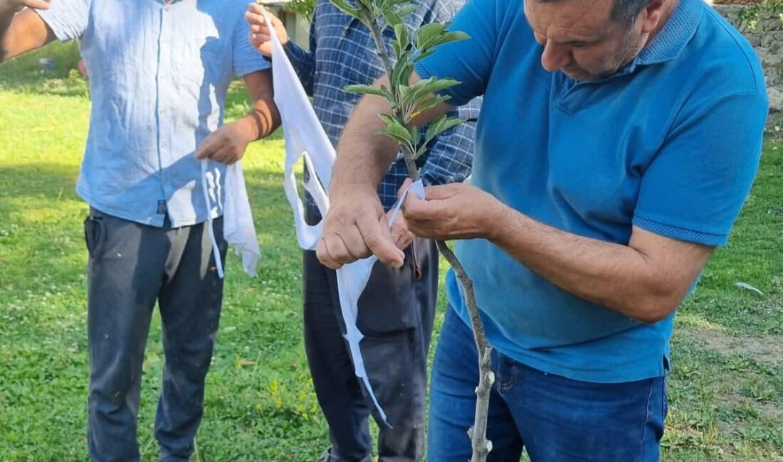 Digor’da Meyve Ağaçlarında Aşılama Çalışmaları Başladı CEM DAŞDELEN- KARS /