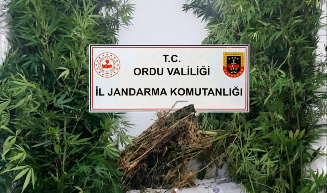Ordu’da Bir Haftalık Asayiş ve Trafik Raporu Açıklandı SÜMEYYENUR ALP – TEKHA