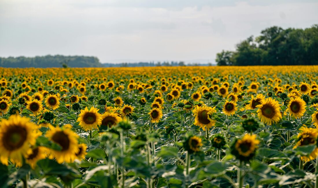 TEKİRDAĞ / CAN ARICILAR