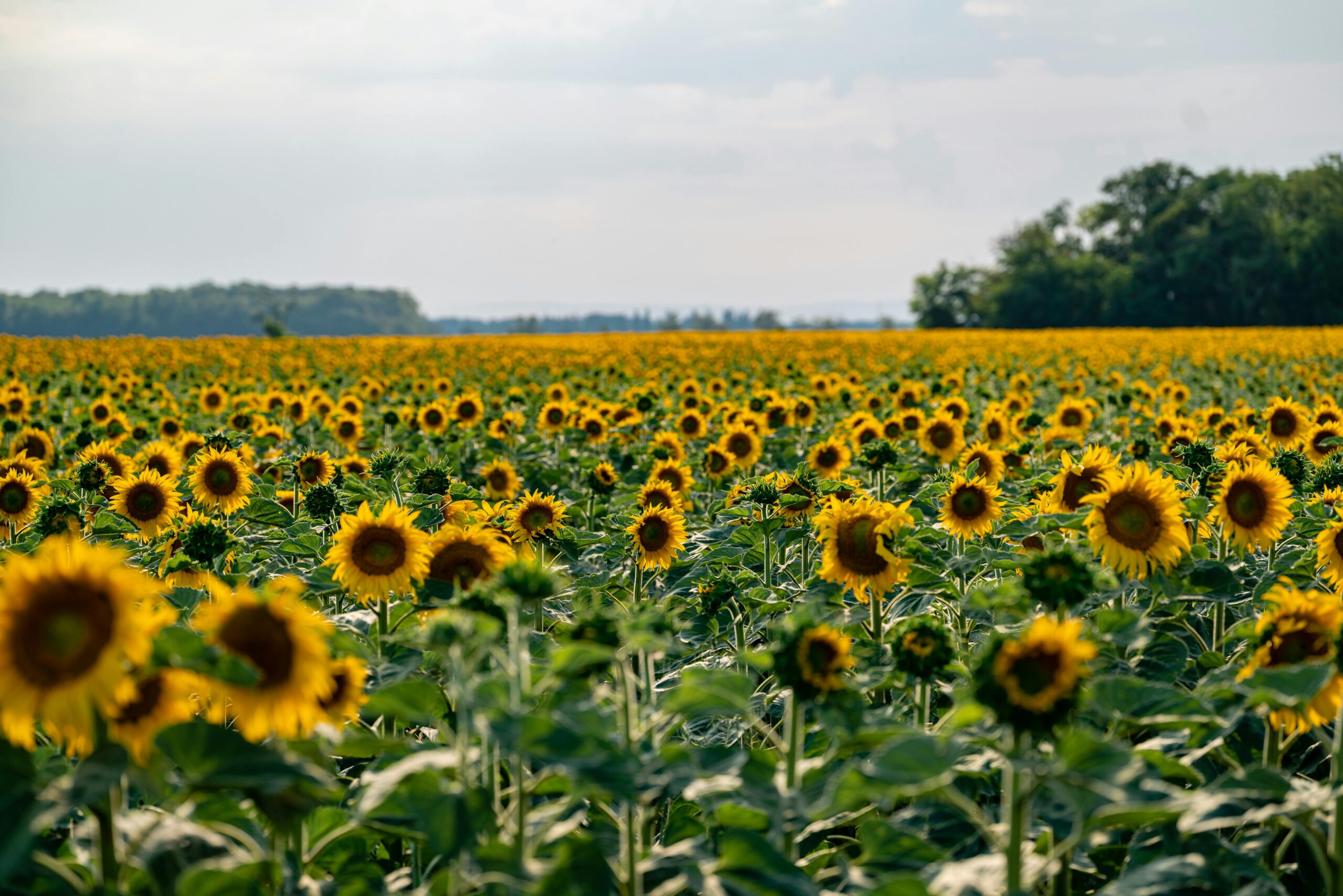 Trakya’da Ayçiçeği Hasadı Devam Ediyor: Rekoltede Düşüş Var