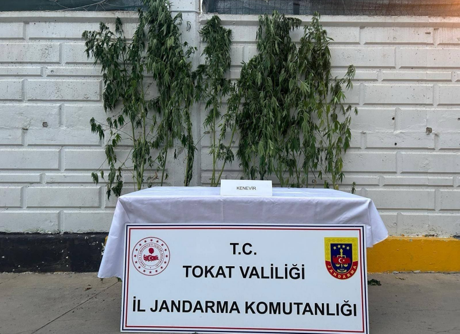 Tokat Niksar’da Uyuşturucu Operasyonu: 10 Kök Kenevir Ele Geçirildi SÜMEYYENUR ALP – TEKHA