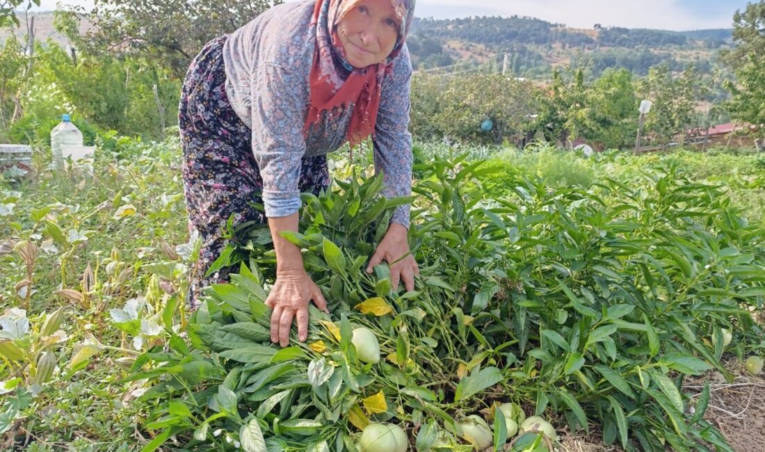 Hali̇se Teyze Mani̇sa Demi̇rci̇’de İlk Kez Pepi̇no Yeti̇şti̇rdi̇ ADİL AKA – DEMİRCİ