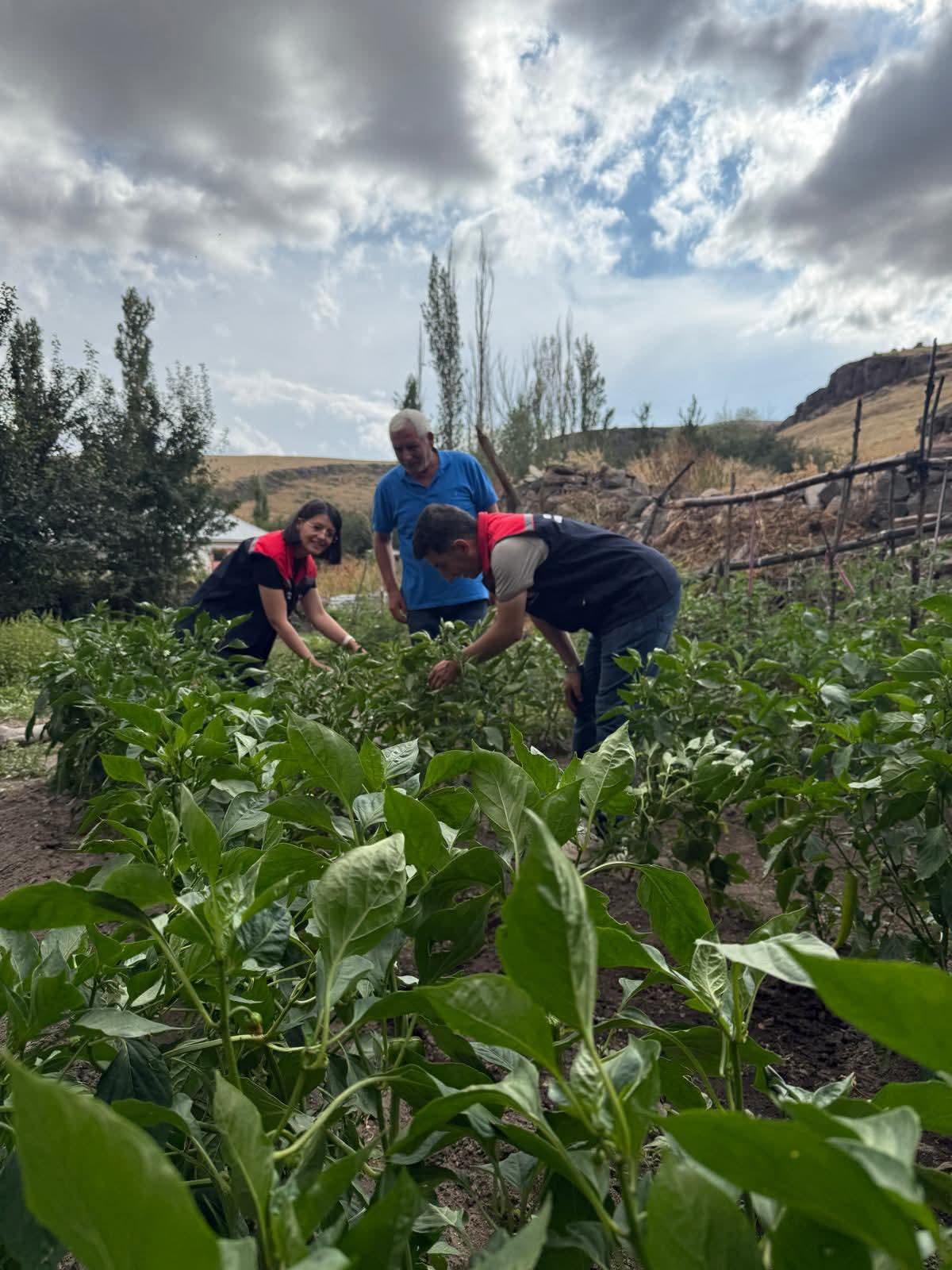 Kars’ta Sebze Fidesi Dağıtımı Projesi Meyvelerini Veriyor: Ürün Kontrolleri ve Hasat Tamamlandı