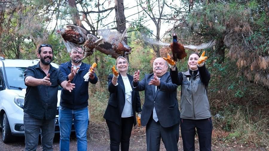 Altınova Hersek Lagünü’nde 200 Sülün Doğaya Salındı