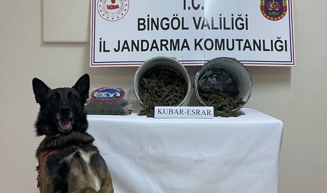 YADİN BABACAN – BİNGÖL