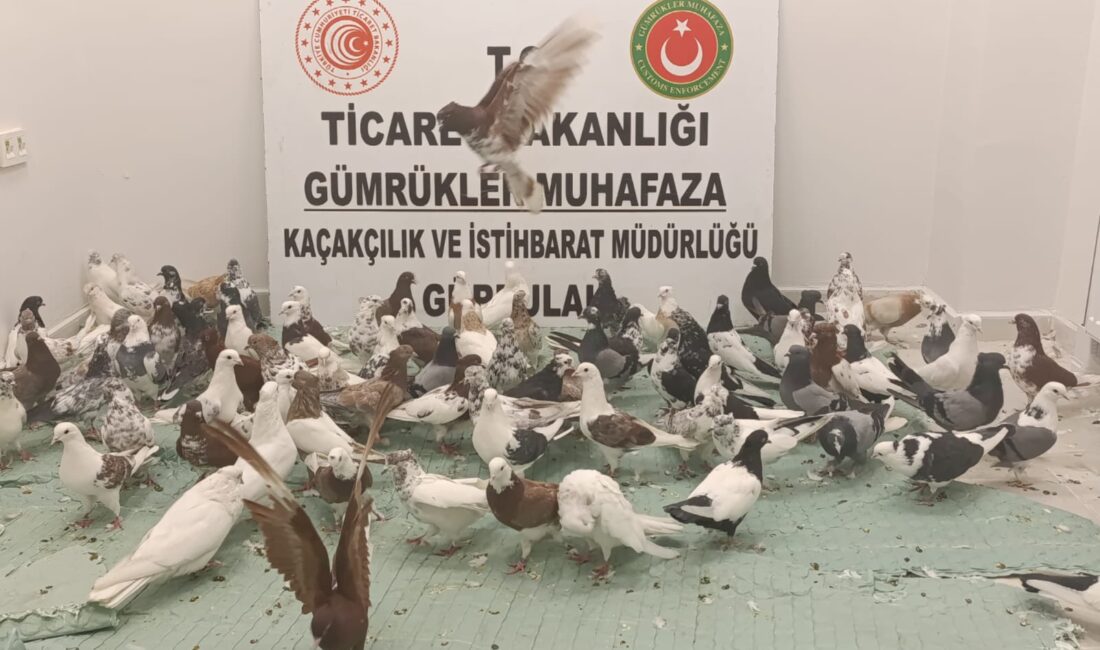ANKARA / TEKHA &nbsp;