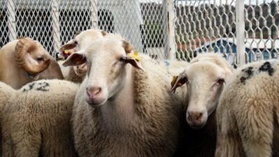 ANKARA / TEKHA Diyanet İşleri