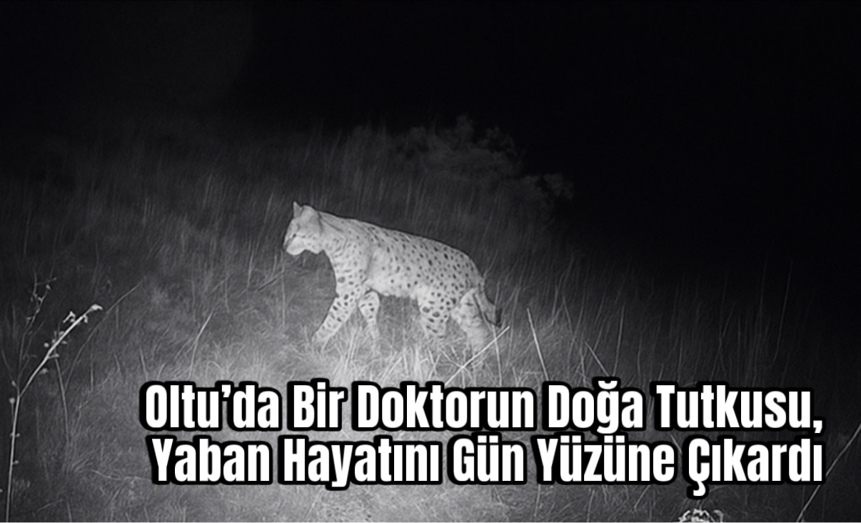 Oltu’da Bir Doktorun Doğa Tutkusu, Yaban Hayatını Gün Yüzüne Çıkardı.