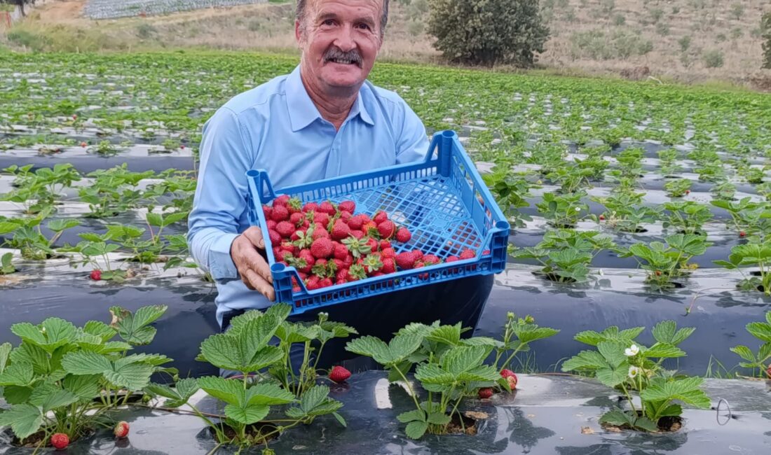 Köprübaşı’nda Kasım Ayında Çi̇lek Bereketi̇ ADİL AKA/KÖPRÜBAŞI-MANİSA /TEKHA Bahar