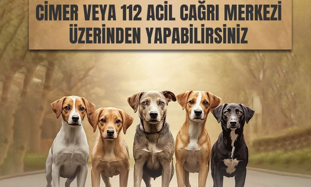 CEM DAŞDELEN- KARS /