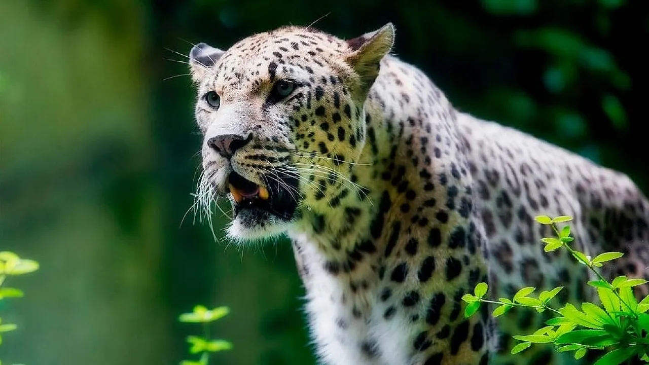 Anadolu Parsına Zarar Vermenin Bedeli 45 Milyon TL: Hapis Cezası da Yolda