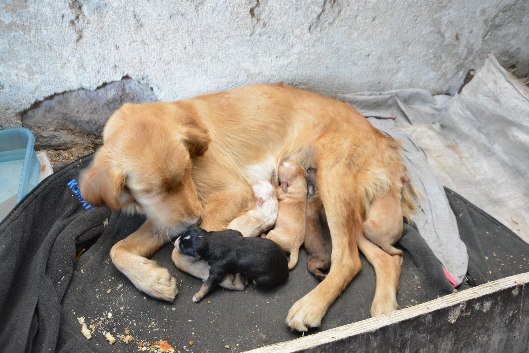Kastamonu’da Sahipsiz Hayvanları Koruma Birliği Kurulacak