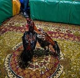 CEM DAŞDELEN- KARS / TEKHA