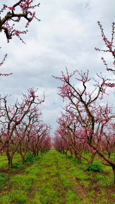 Bursa’nın Bereketli Topraklarında Bahar Coşkusu: Şeftali ve Armut Bahçeleri Çiçek Açtı