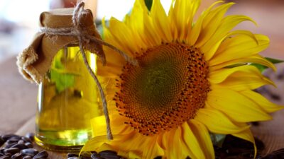 İSTANBUL / TEKHA Türkiye’nin ayçiçeği