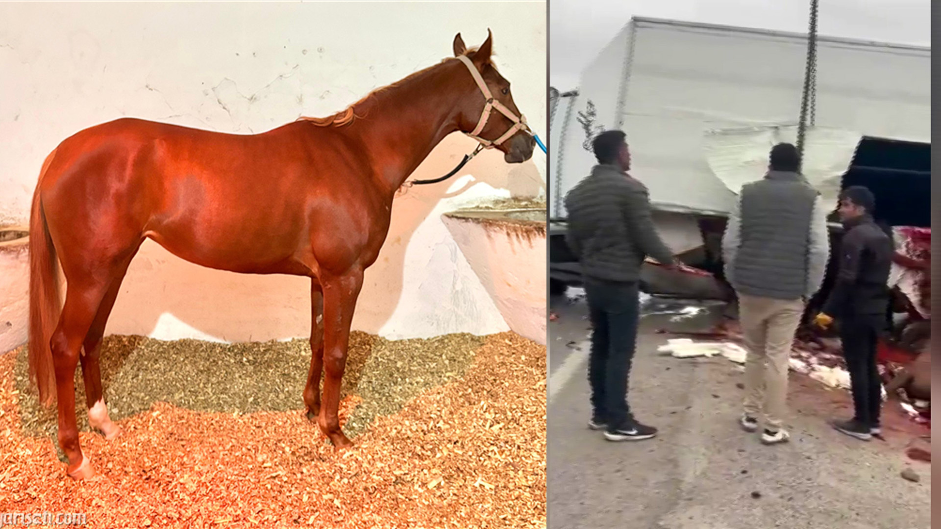 Cem Parlak – Malatya/TEKHA Adana’da