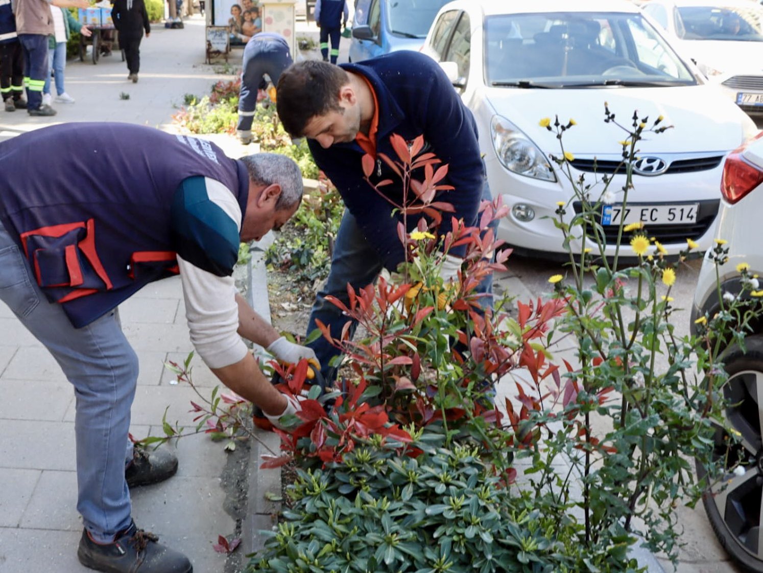 Yalova’da Ağaçlar Mevsimlik Bakım İle Güçleniyor