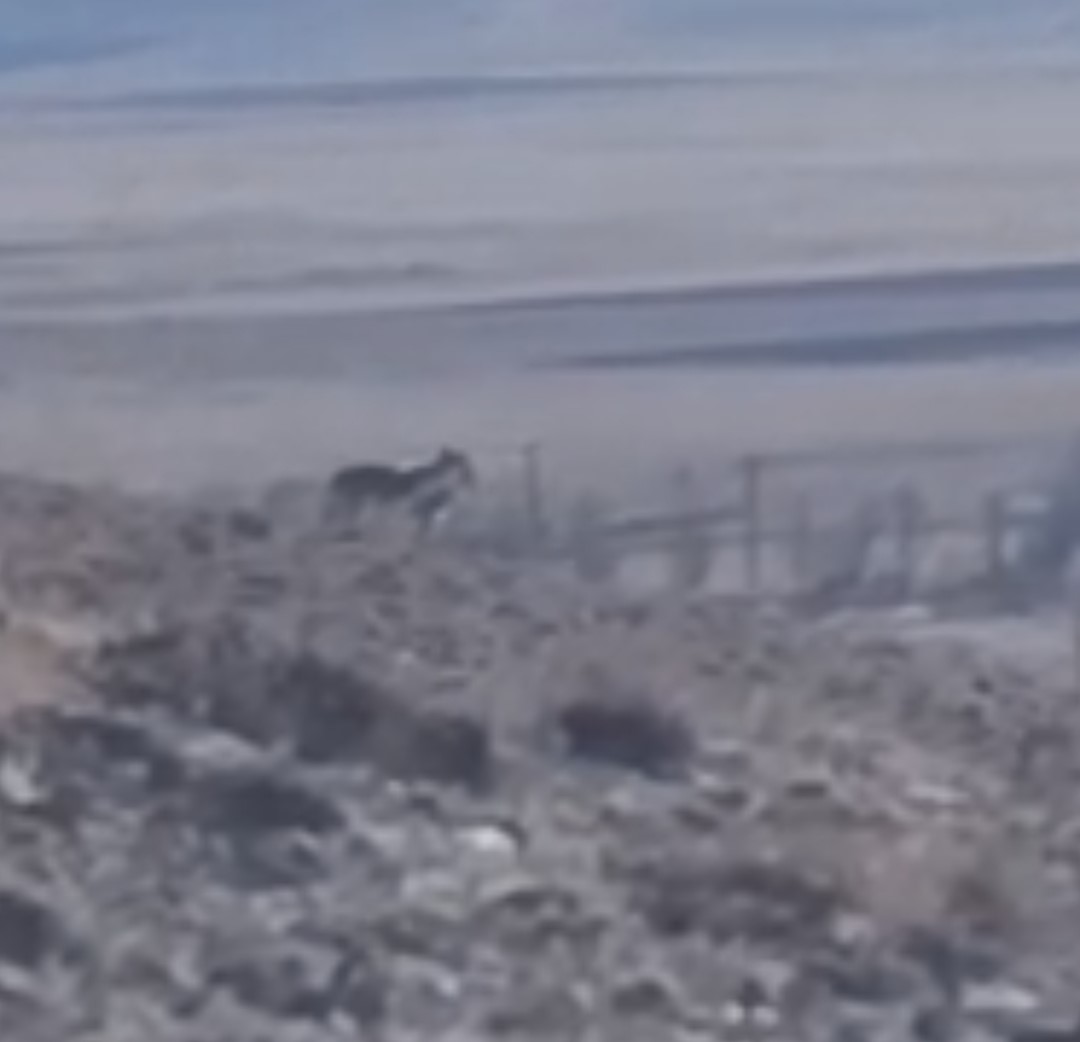 SUAT BARAN – VAN /