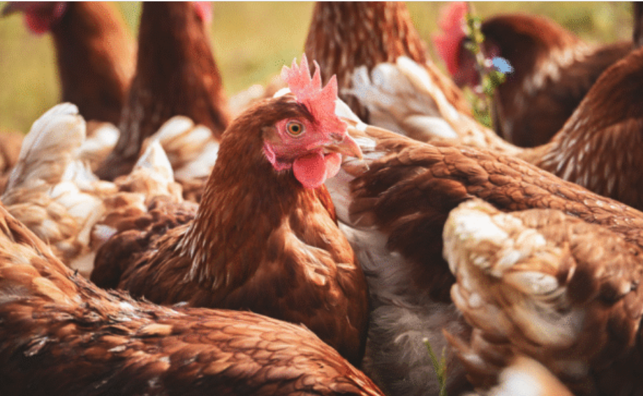 ANKARA / TEKHA Ticaret Bakanlığı,