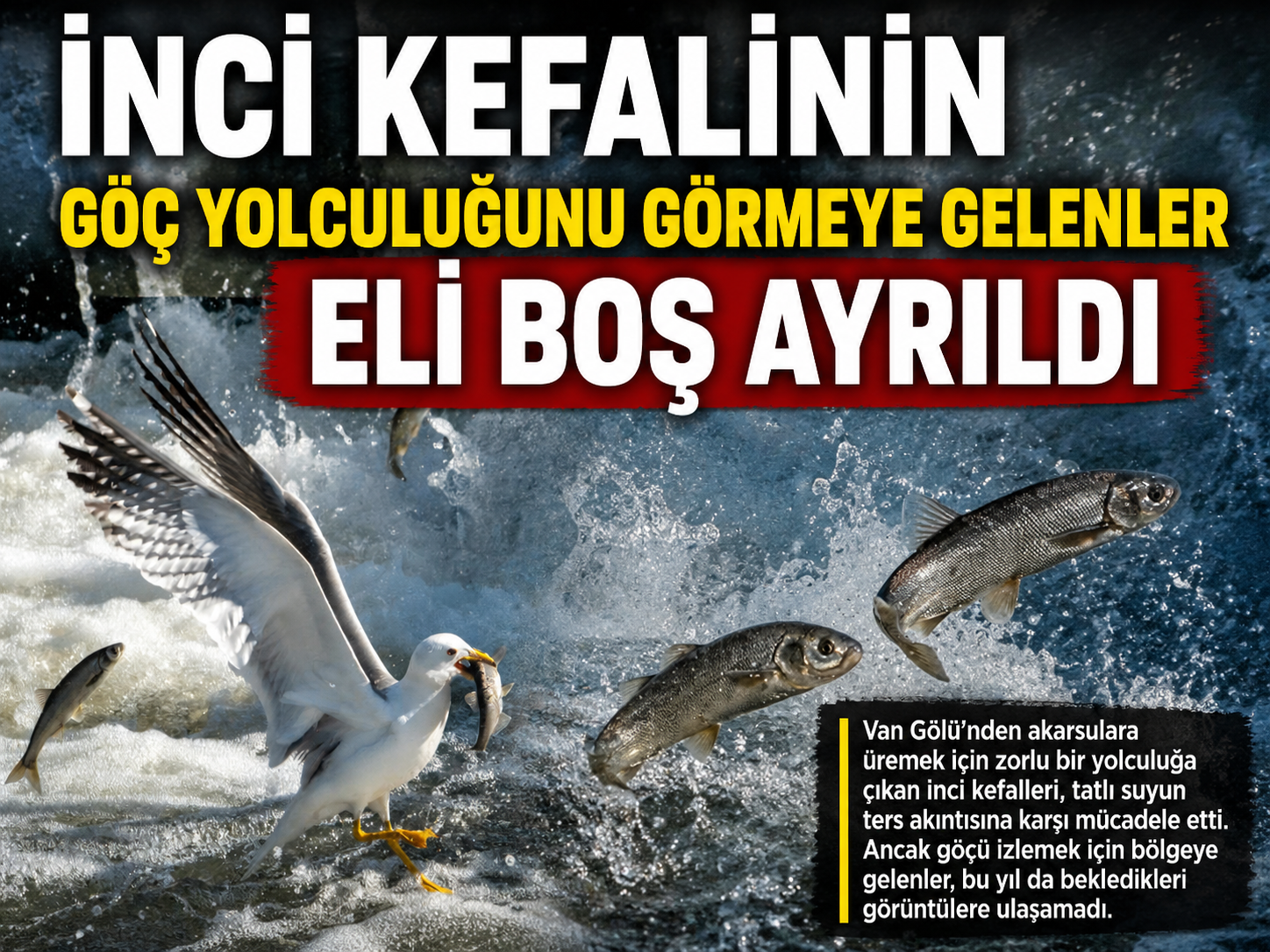 SUAT BARAN – VAN /
