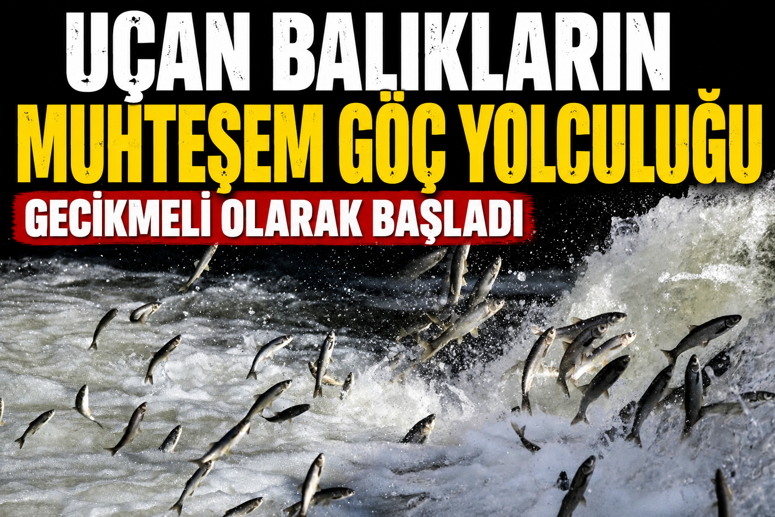 SUAT BARAN – VAN /