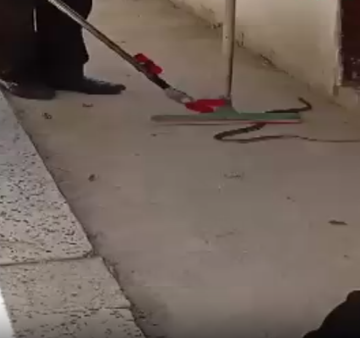 Çorum’un Alaca ilçesinde bir evin içine giren yılan, itfaiye ekiplerinin