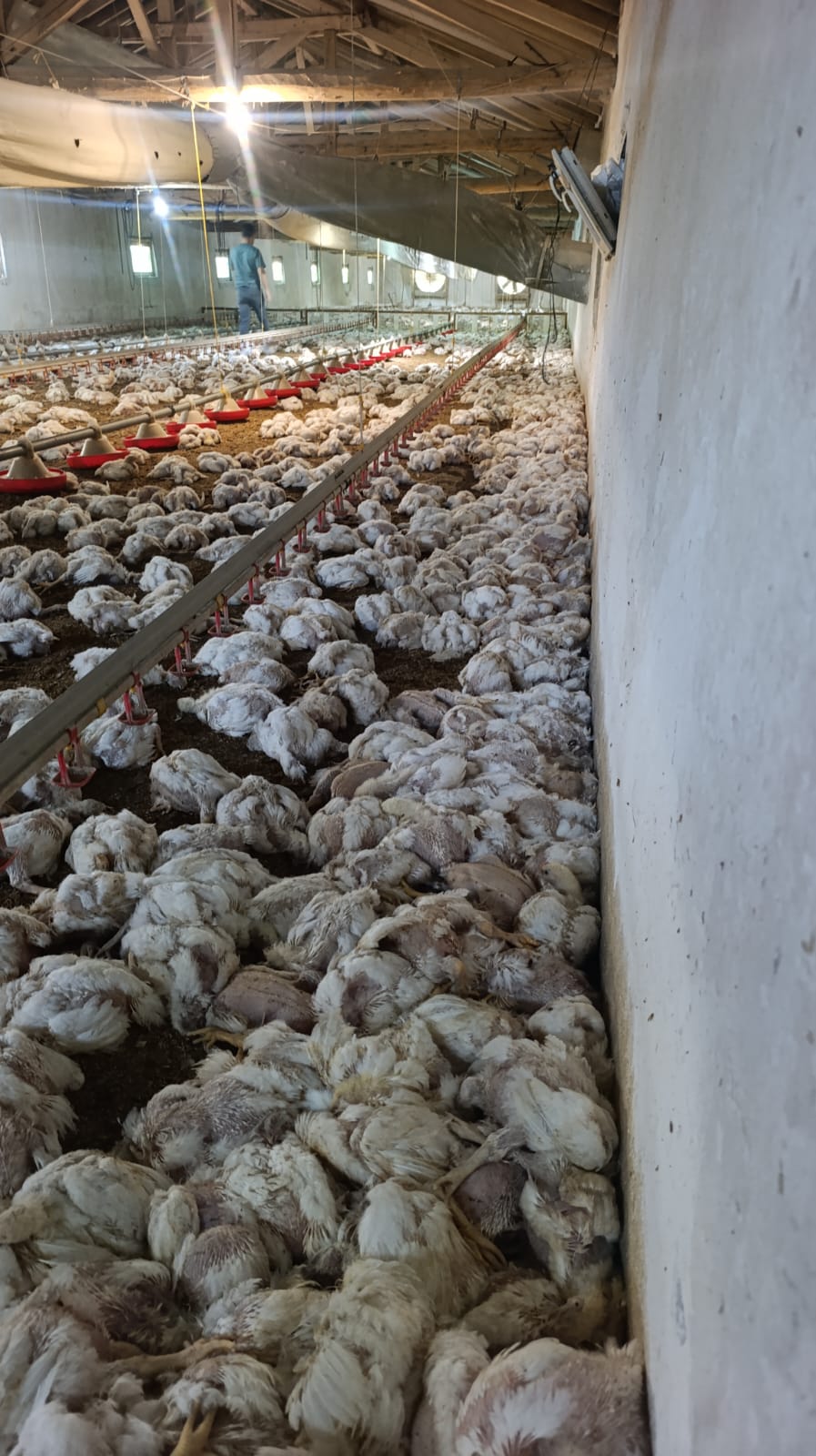 Bolu’da Tavuk Çiftliğinde Elektrik Arızası: 4 Bin Tavuk Telef Oldu
