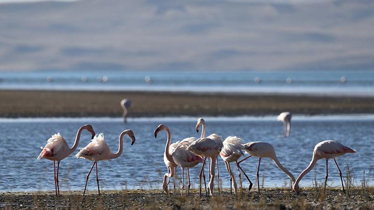 Van Gölü kıyıları flamingoları ağırlıyor